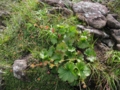 高山植物