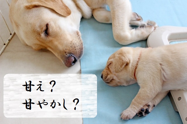 f:id:yumeinuko:20190307123133j:plain