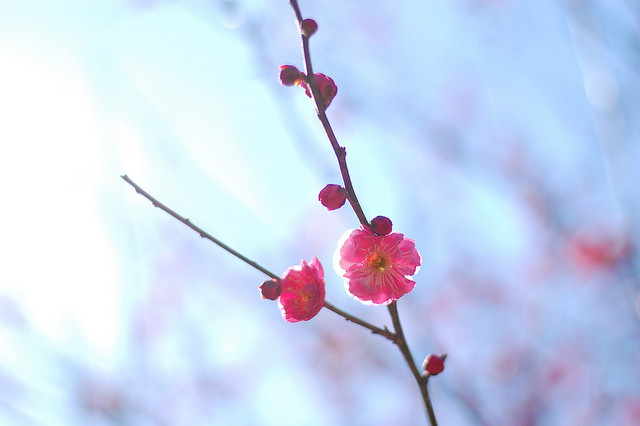 f:id:yumejitsugen1:20170224173453j:plain f:id:yumejitsugen1:20170224173453j:plain