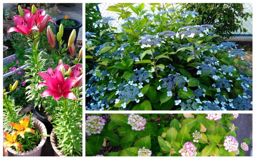 f:id:yumejitsugen1:20170617225821j:plain f:id:yumejitsugen1:20170617225821j:plain