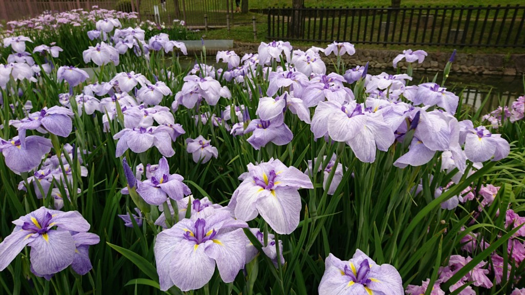 f:id:yumejitsugen1:20170625080451j:plain f:id:yumejitsugen1:20170625080451j:plain