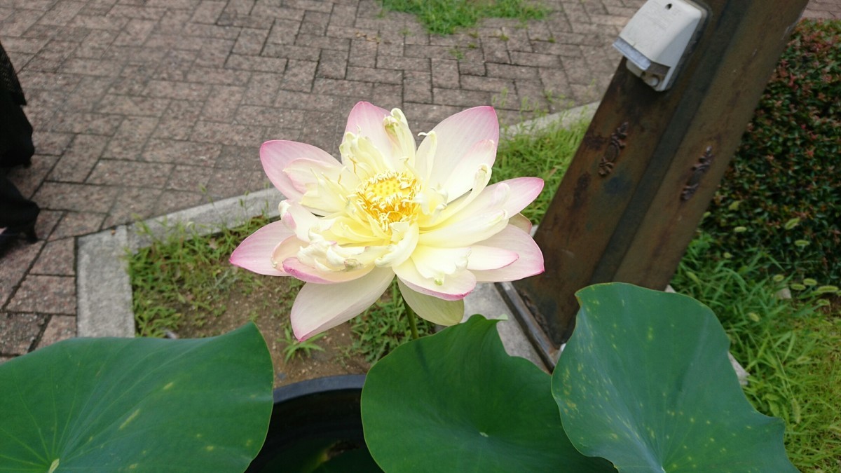 f:id:yumejitsugen1:20190621141715j:plain f:id:yumejitsugen1:20190621141715j:plain