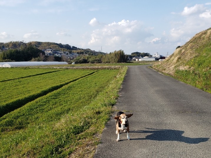 f:id:yumejitsugen1:20200315162657j:plain