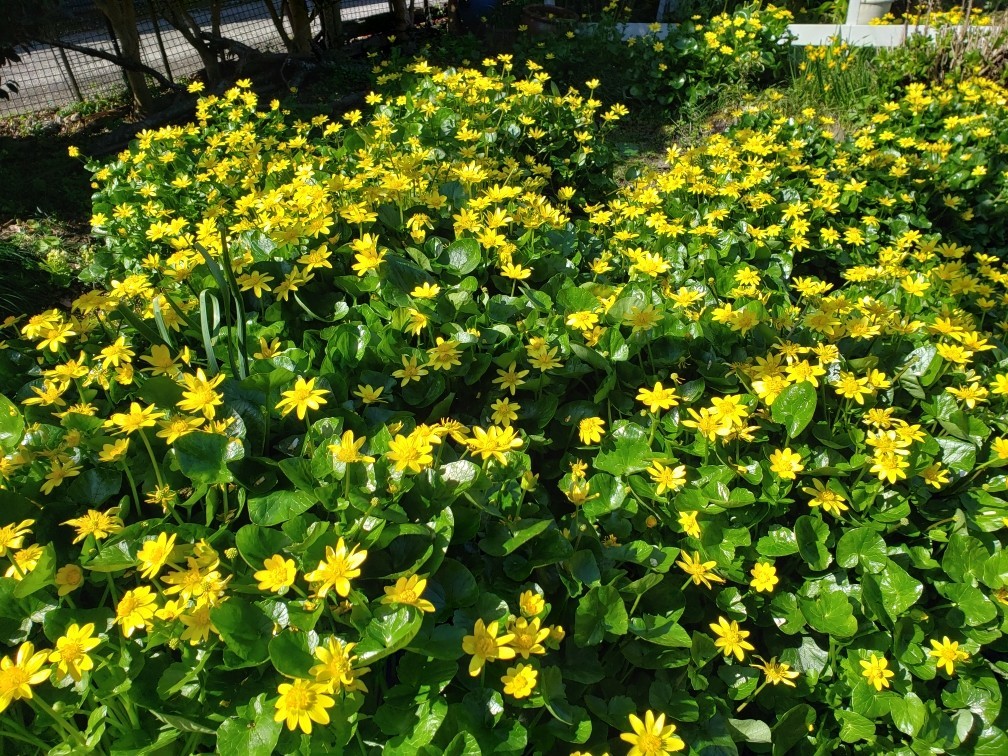 f:id:yumejitsugen1:20200320095802j:plain