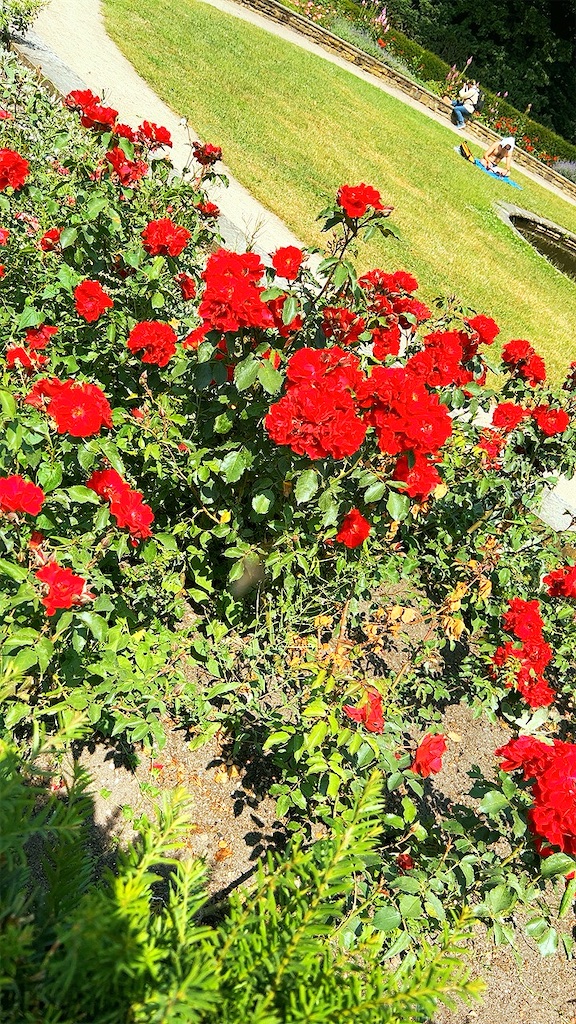 f:id:yumeminohanashi:20230619003608j:image f:id:yumeminohanashi:20230619003608j:image