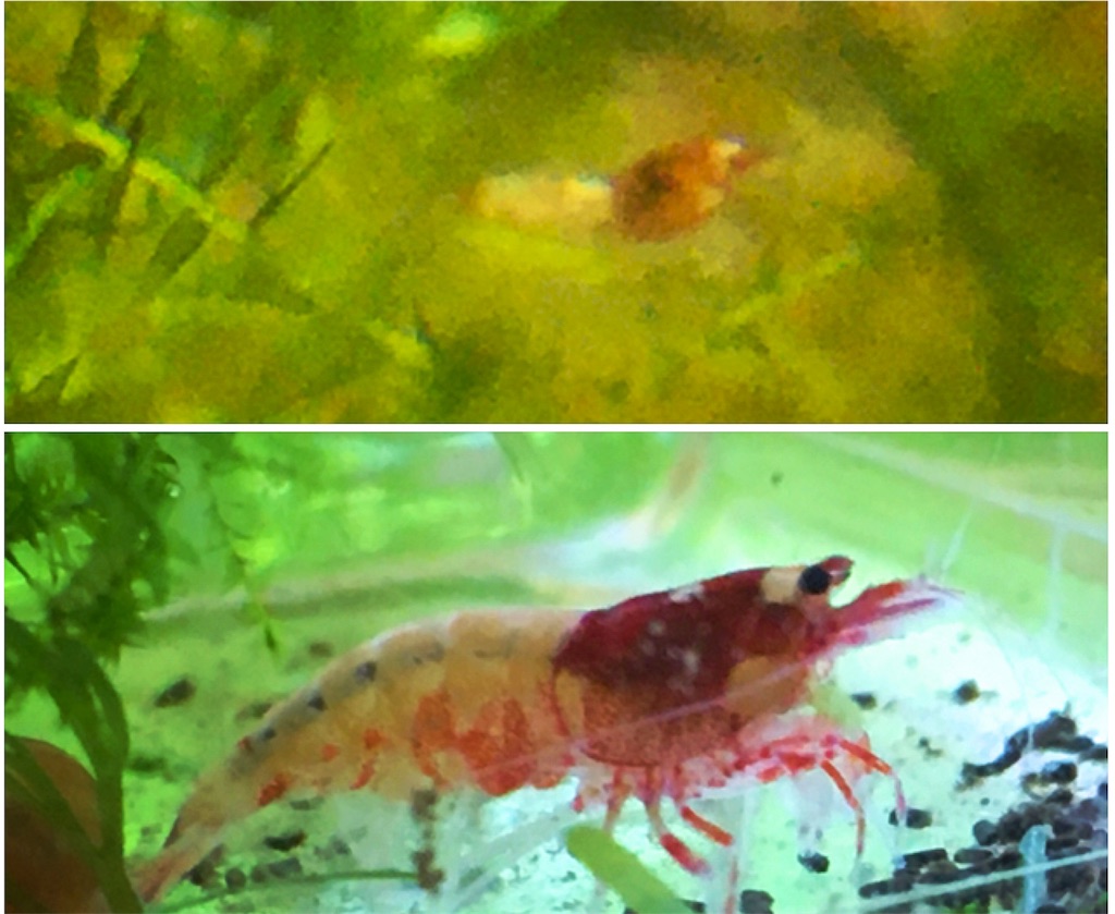 f:id:yumemiraitunagu:20191119081752j:image f:id:yumemiraitunagu:20191119081752j:image