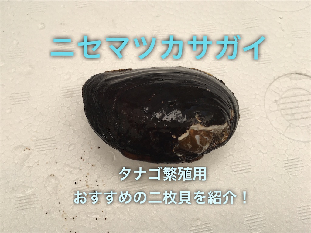 ニセマツカサガイの特徴 育て方タナゴ繁殖用おすすめ二枚貝を紹介 たなごgo ニセマツカサガイの特徴 育て方タナゴ繁殖用おすすめ二枚貝を紹介 たなごgo