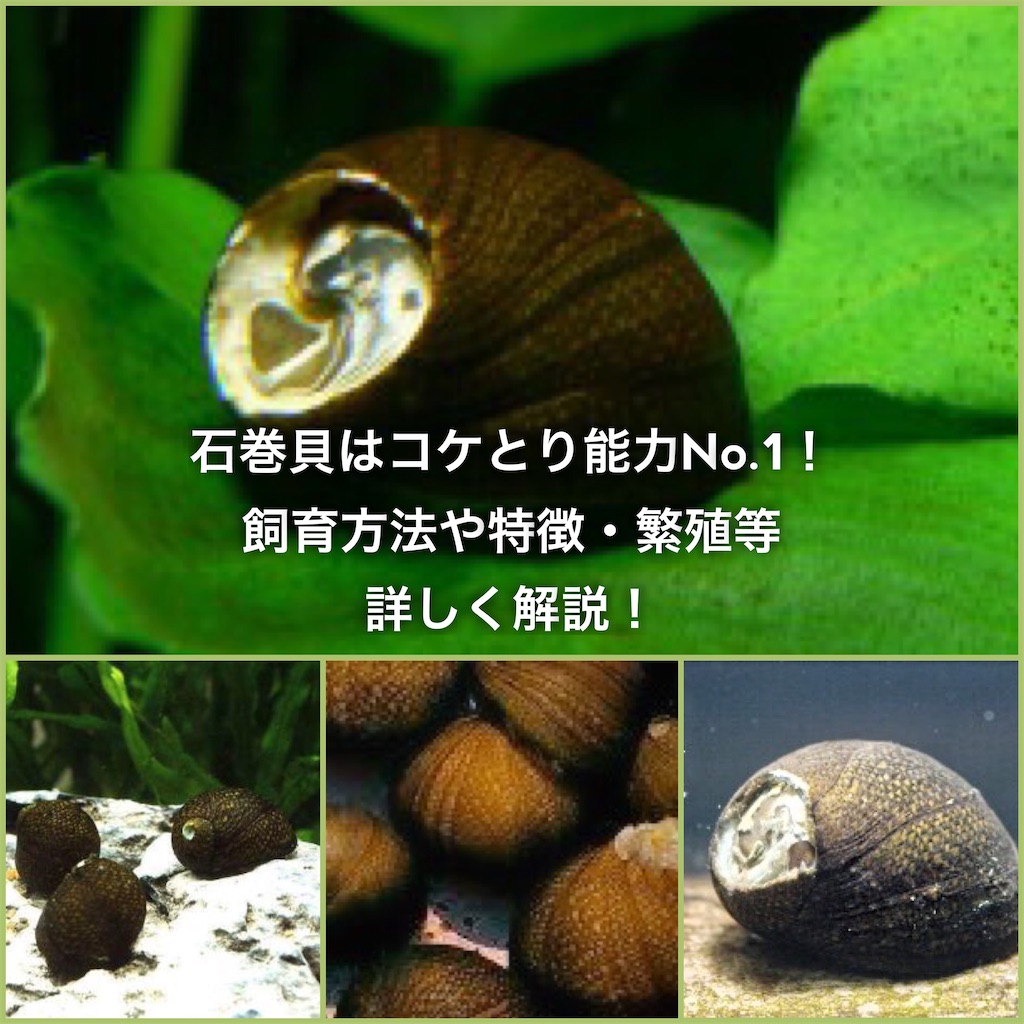 実物 石巻貝 5匹 コケ対策 イシマキガイ 掃除 生体 苔取り メンテナンス