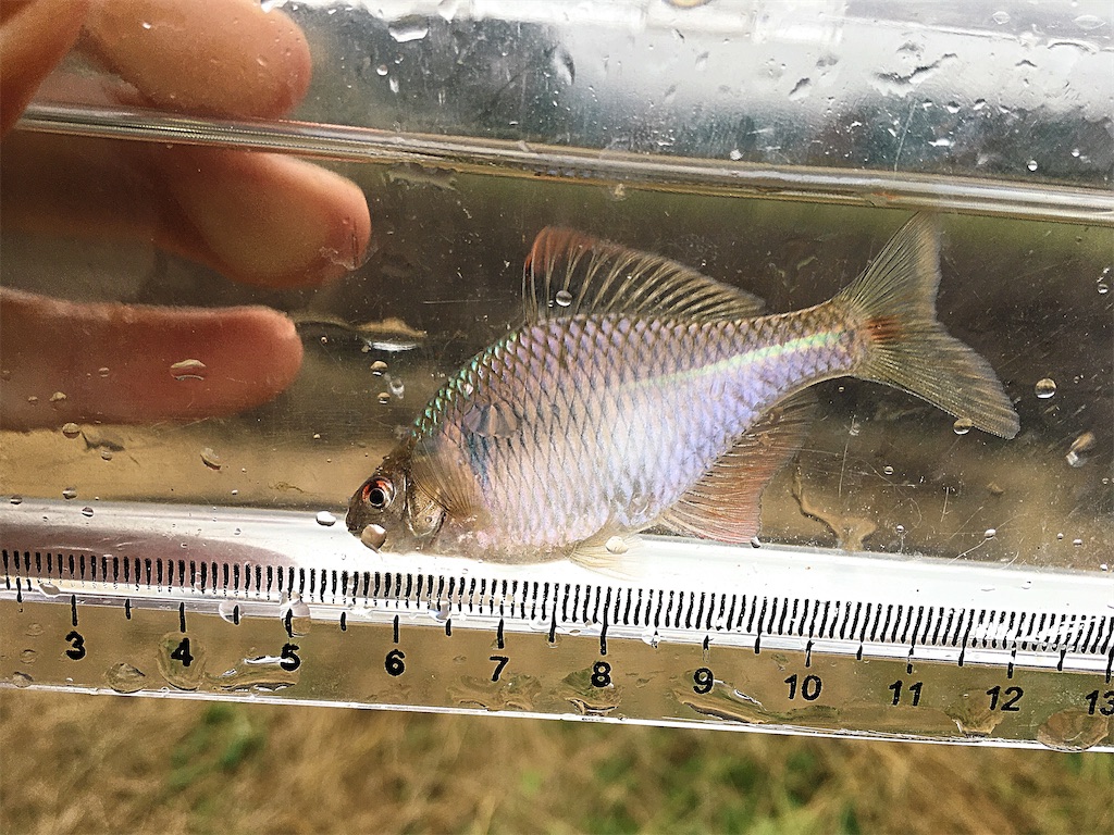 タナゴ釣り入門編 竿と仕掛けの選び方 釣り方や場探しのコツも紹介 たなごgo タナゴ釣り入門編 竿と仕掛けの選び方 釣り方や場探しのコツも紹介 たなごgo