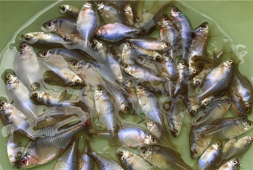 タナゴ釣り入門編 竿と仕掛けの選び方 釣り方や場探しのコツも紹介 たなごgo タナゴ釣り入門編 竿と仕掛けの選び方 釣り方や場探しのコツも紹介 たなごgo