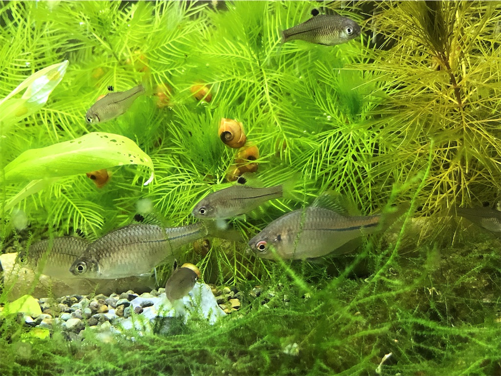 カゼトゲタナゴの特徴 外観 飼育 繁殖 釣り情報を詳しく解説 たなごgo カゼトゲタナゴの特徴 外観 飼育 繁殖 釣り情報を詳しく解説 たなごgo
