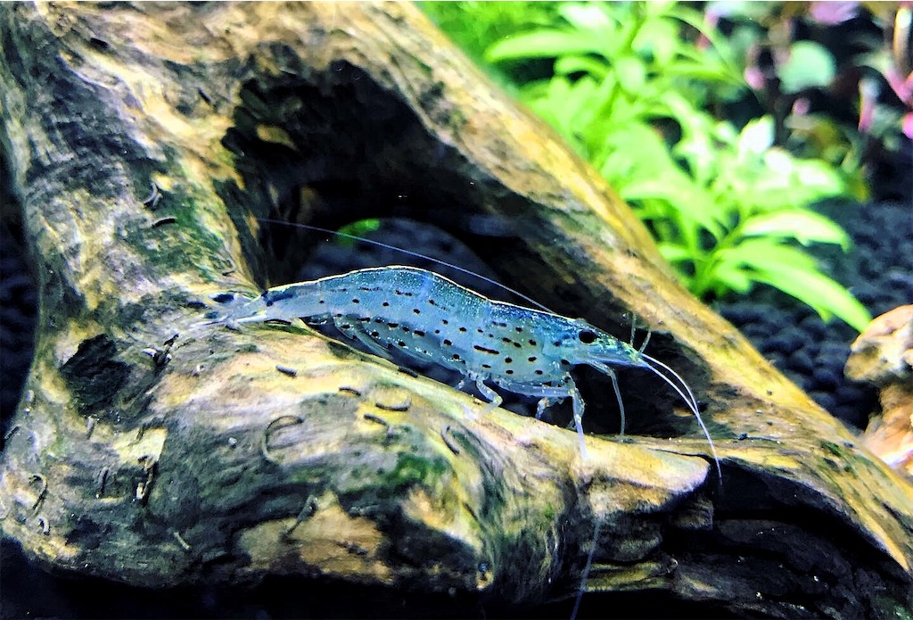 ヤマトヌマエビの特徴や飼育方法 混泳 餌 繁殖を詳しく徹底解説 たなごgo ヤマトヌマエビの特徴や飼育方法 混泳 餌 繁殖を詳しく徹底解説 たなごgo
