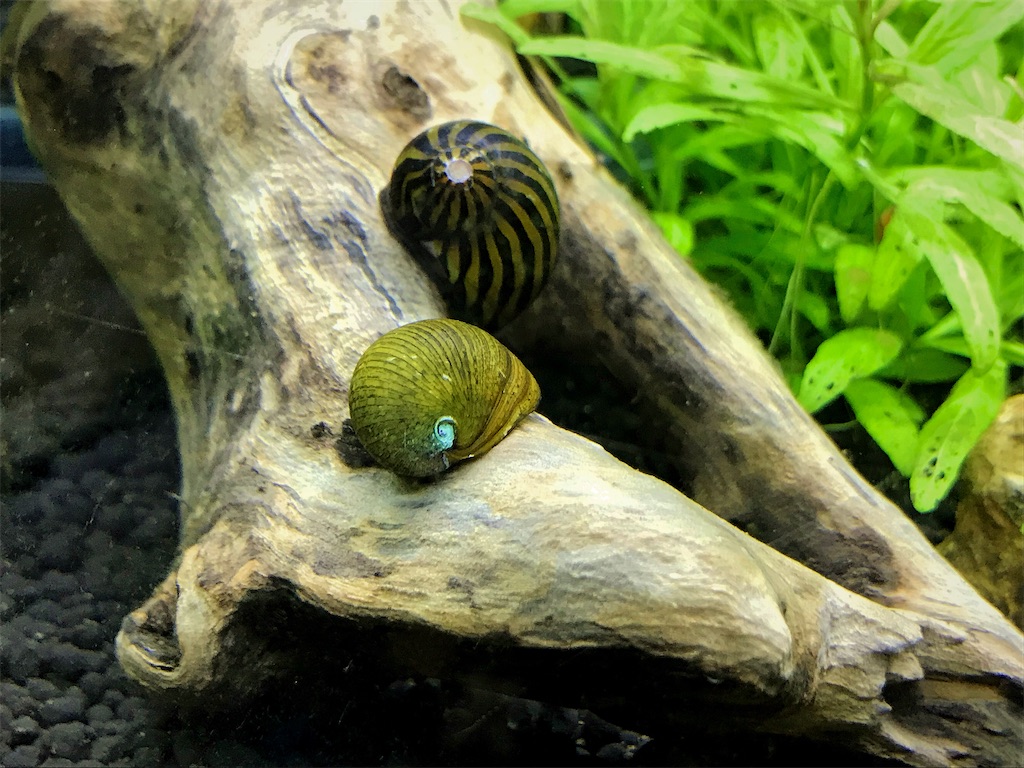 カバクチカノコ貝の飼育方法 餌 繁殖 寿命 おすすめコケ取り貝 たなごgo カバクチカノコ貝の飼育方法 餌 繁殖 寿命 おすすめコケ取り貝 たなごgo