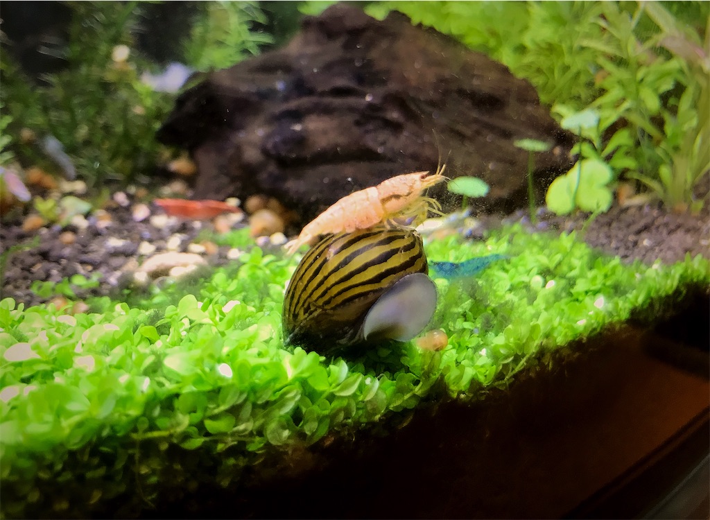 水槽 水草 流木 ソイルに苔が生えた時の対策とは 苔取り生体を導入せよ たなごgo