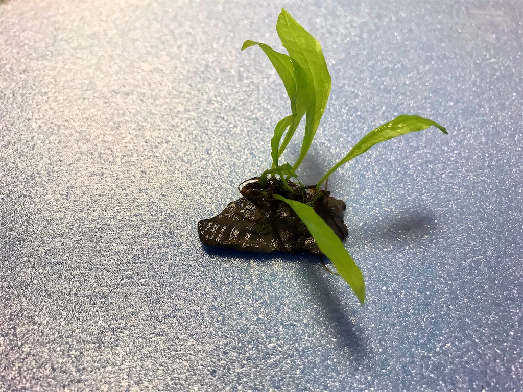 ミクロソリウム トライデントの育て方！活着・株分け・苔対策を