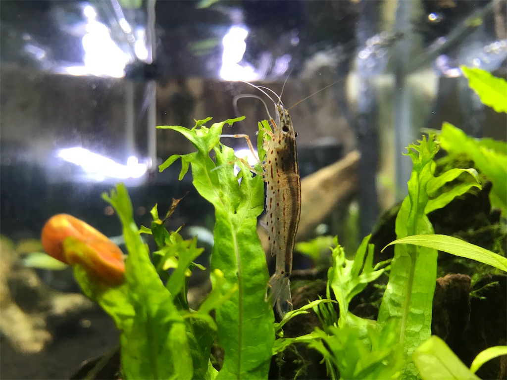 日淡混泳水槽 メダカ タナゴ エビ ドジョウを混泳させてみた たなごgo