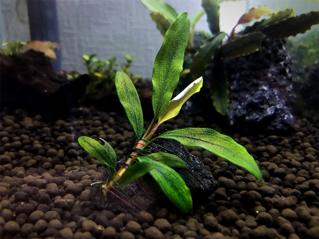 Bucephalandra ブセファランドラspカトリーナ 水草 アクアリウム+airdf