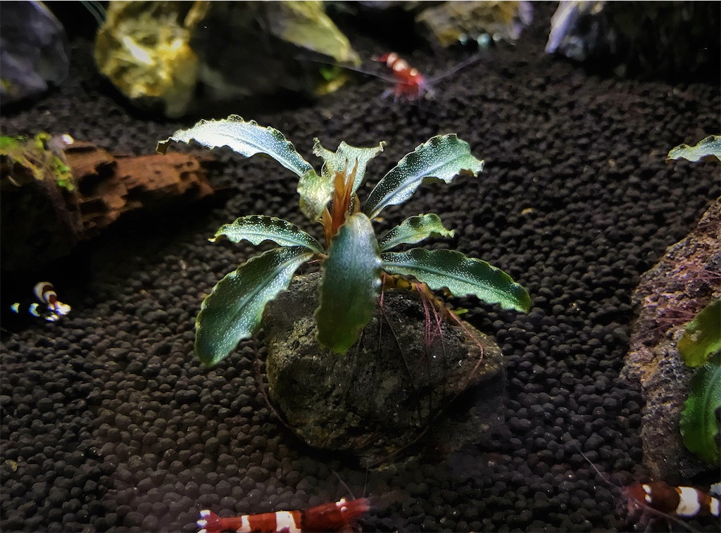 ブセファランドラ variegata Apoballis とても珍しい品種　大型 ブセファランドラ variegata Apoballis とても珍しい品種 大型