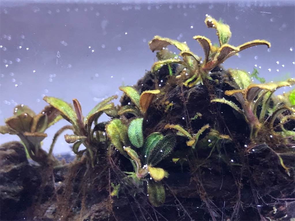 苔の生えた流木と水草を大量のラムズホーンに掃除させたら凄い事に たなごgo