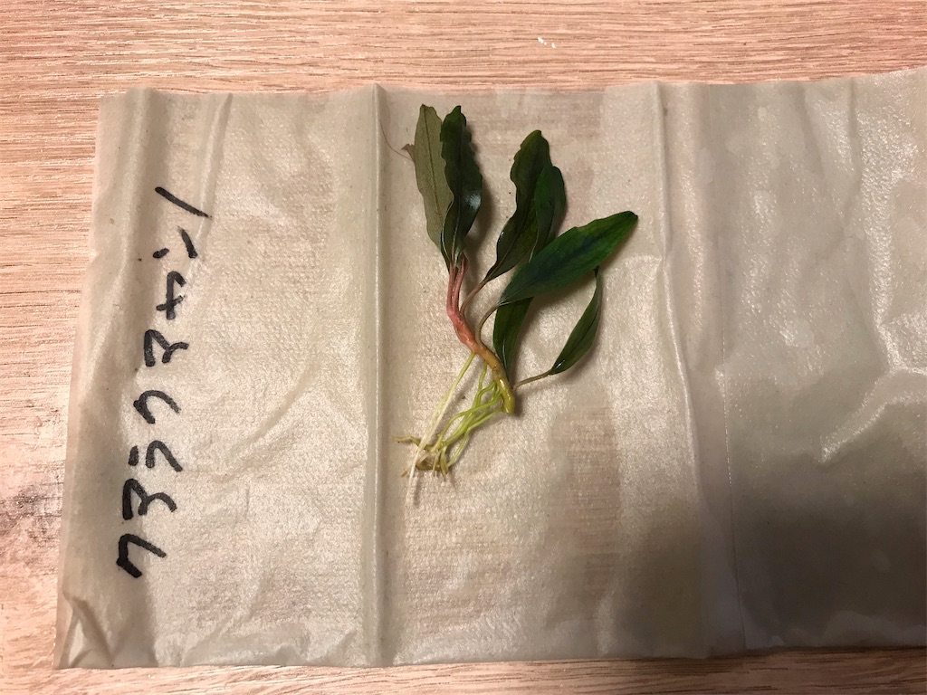 charmおまかせブセファランドラセット買ってみた！気になる中身