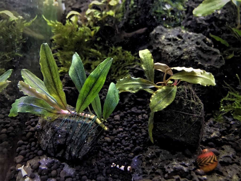 ブセファランドラ・クアラクアヤン　一塊超大量　② ブセファランドラsp クアラクアヤンⅡ 特大群生株 完全水中葉 №4