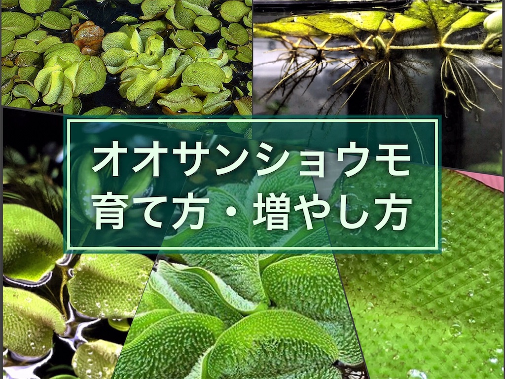 オオサンショウモの育て方 増やし方 水質浄化効果でメダカと相性 たなごgo