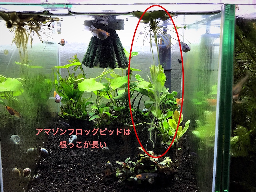 アマゾンフロッグピット25株 無農薬 メダカや金魚、熱帯魚水槽の浮き草