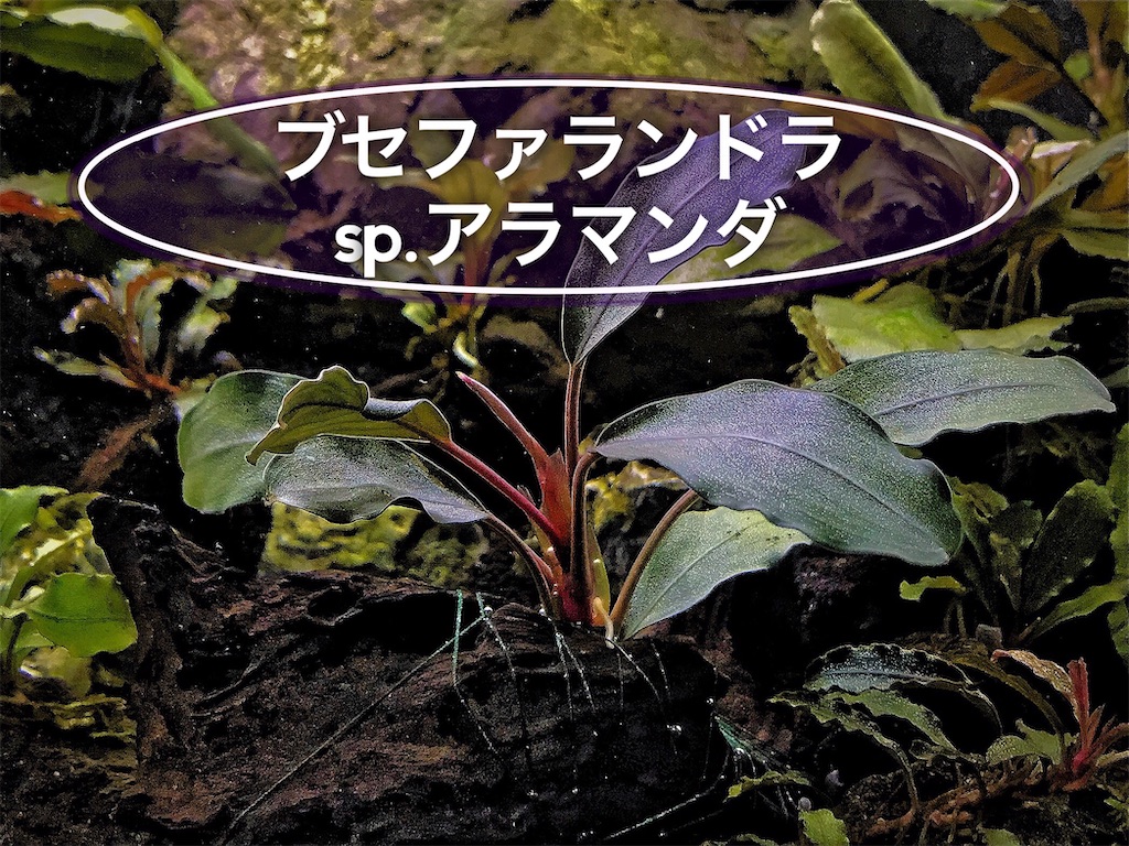 ブセファランドラsp アラマンダの育て方 株分け 活着方法 たなごgo