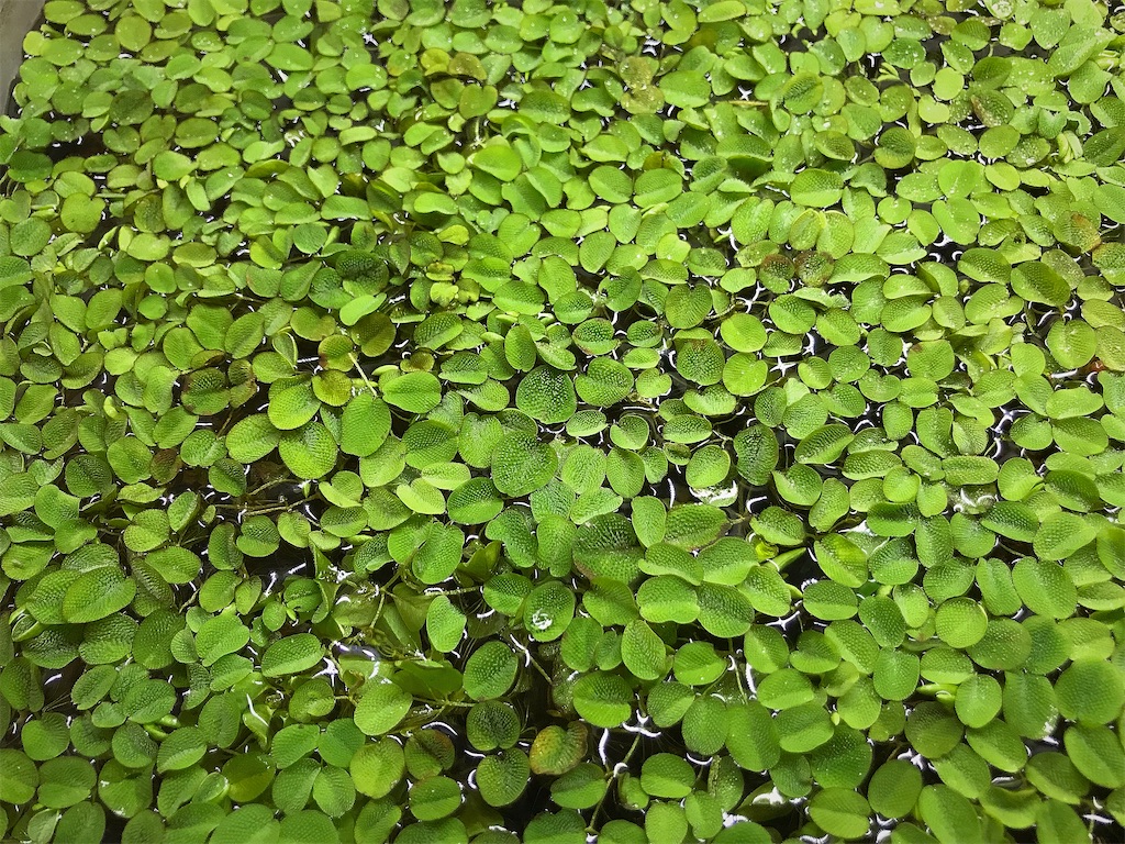 オオサンショウモの育て方 増やし方 水質浄化効果でメダカと相性 たなごgo