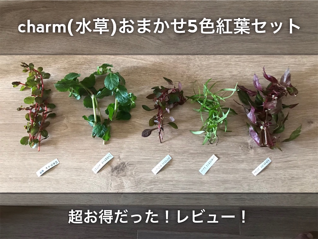 期間限定お試し価格 20本 水草 無農薬 おまかせ5色紅葉セット 水上 期間限定お試し価格 20本 水草 無農薬 おまかせ5色紅葉セット 水上