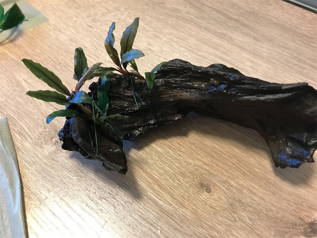 ブセファランドラ『１０種１０株』【完全水中葉】溶岩石活着株 ブセファランドラ
