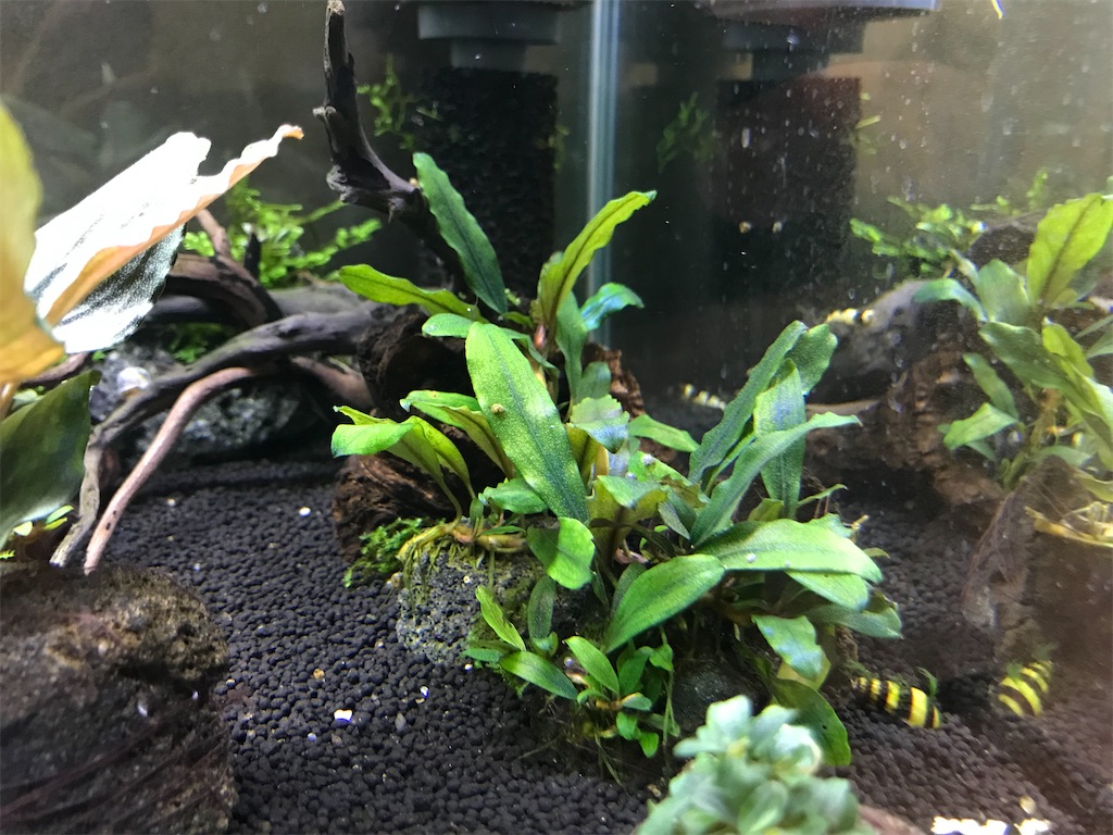専用　アクアリウム　陰性水草　ブセファランドラ　6セット 専用 アクアリウム 陰性水草 ブセファランドラ 6セット
