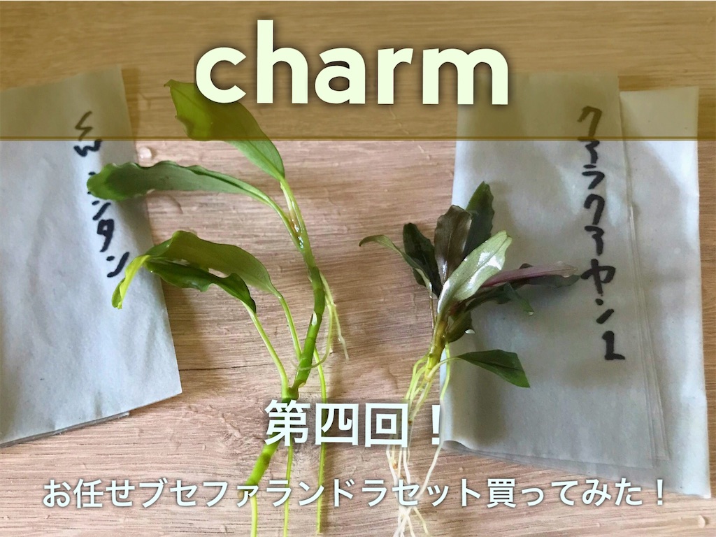 第四回！charmおまかせブセファランドラ2株セット買ってみた