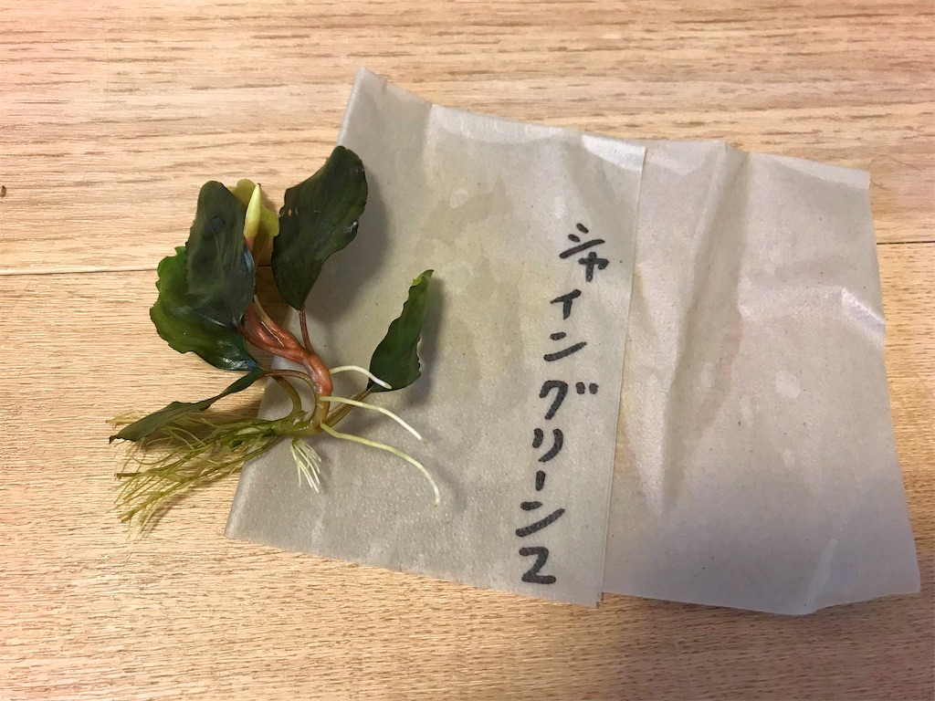 第五回！charmおまかせブセファランドラ2株セット買ってみた