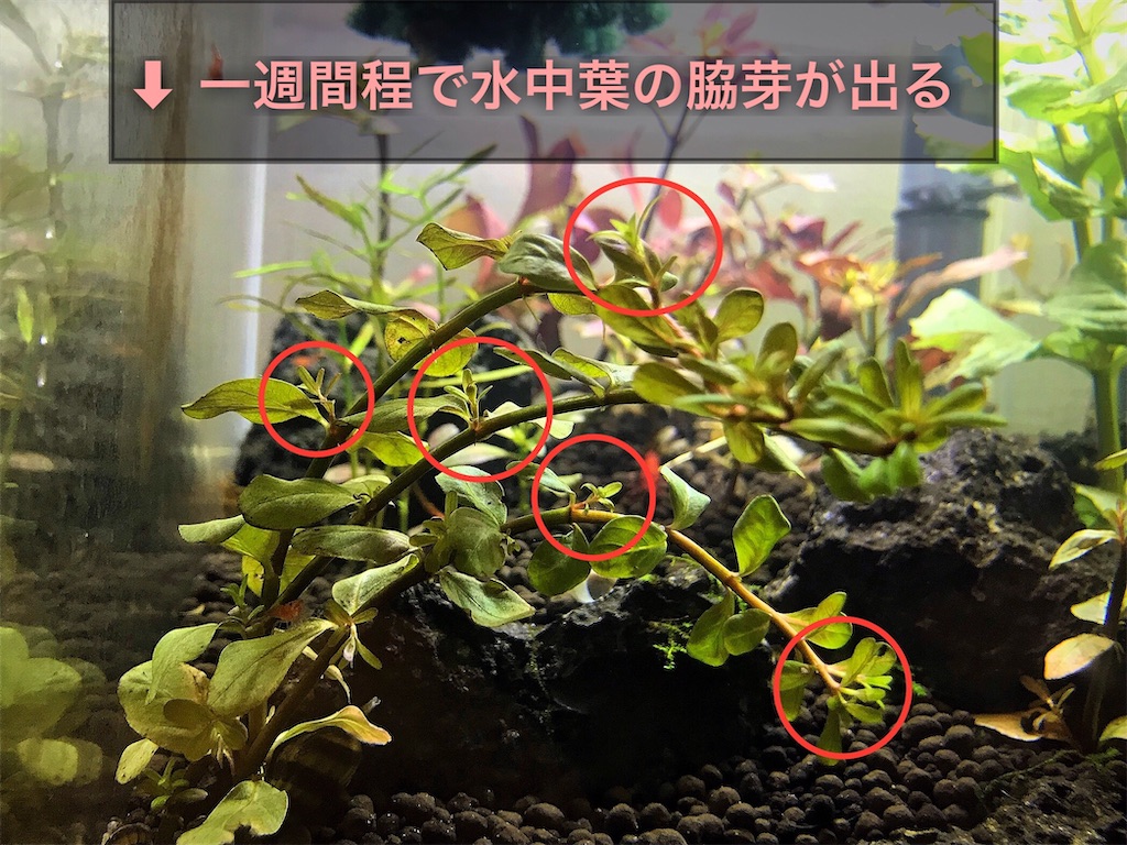 ロタラsp.香港の飼育方法！増やし方！水上葉から水中葉への戻し方 - た