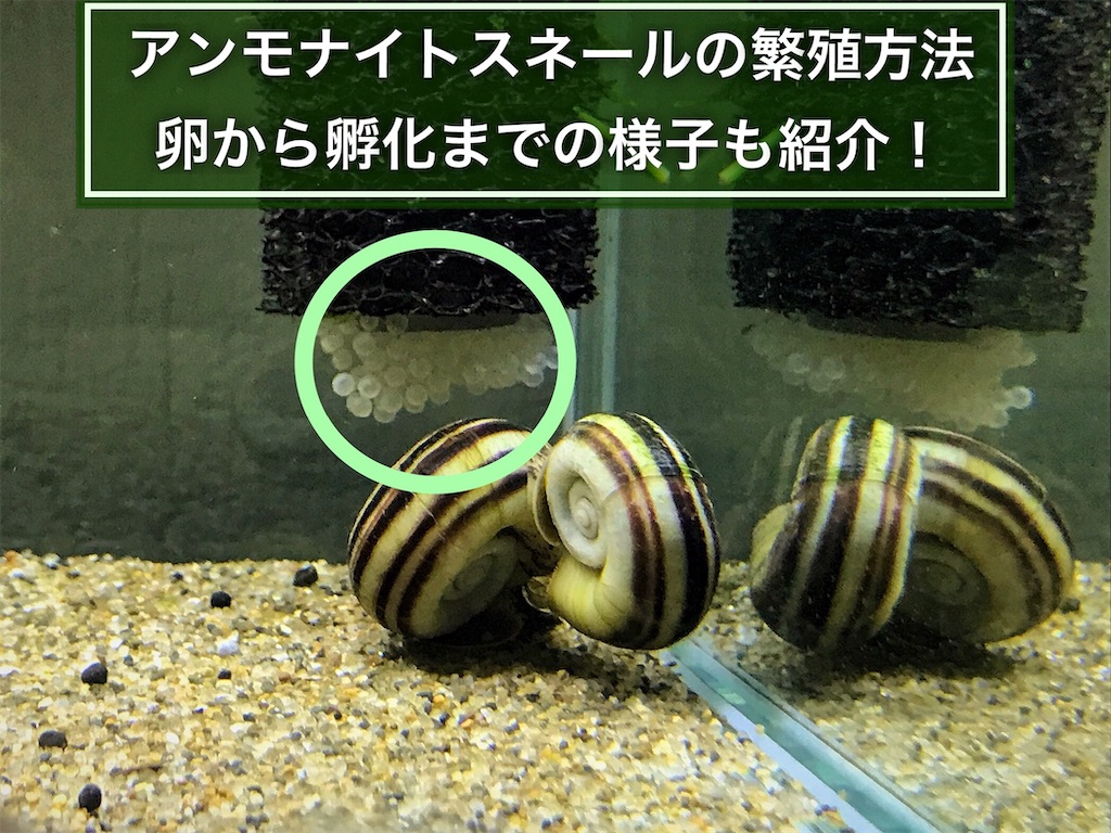 アンモナイトスネールの繁殖方法 卵から孵化迄の様子も紹介 たなごgo