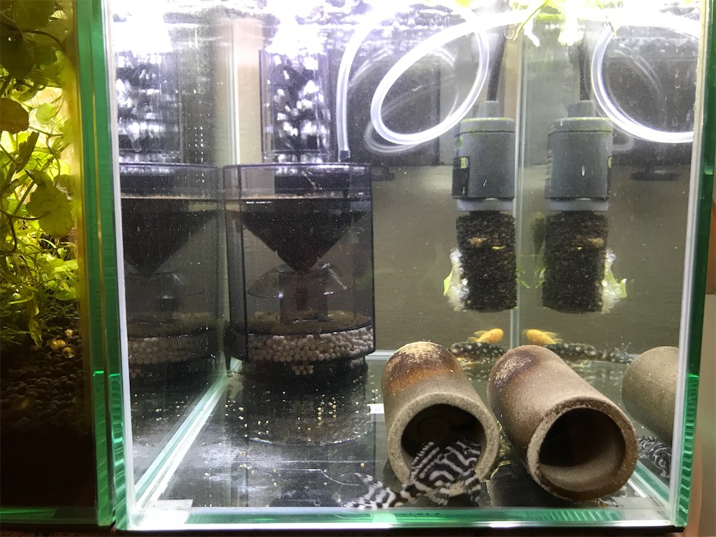 ベアタンク水槽とは メリットやデメリット適した魚の種類を紹介 たなごgo ベアタンク水槽とは メリットやデメリット適した魚の種類を紹介 たなごgo