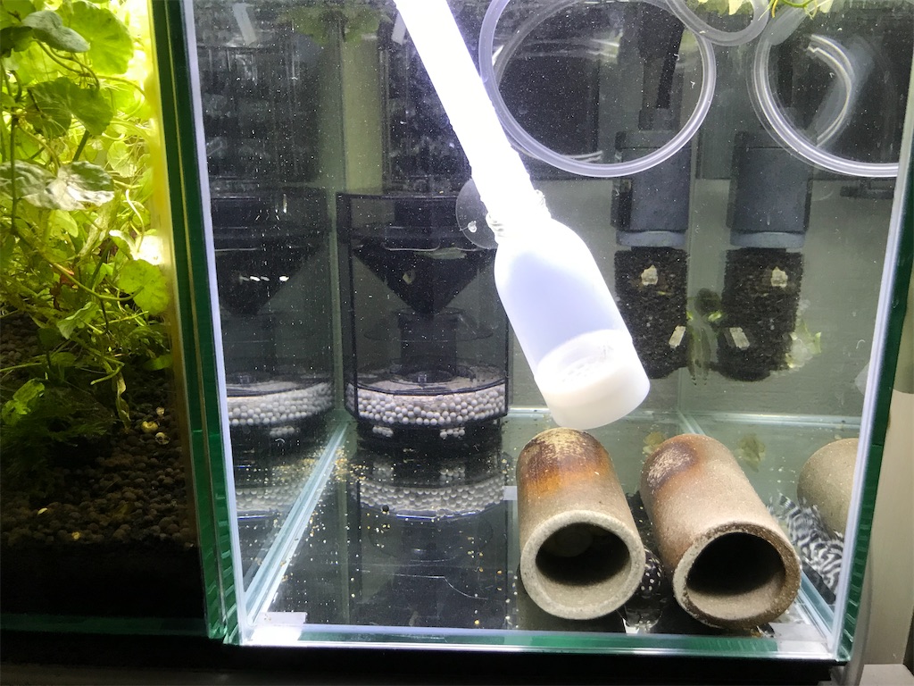 ベアタンク水槽とは メリットやデメリット適した魚の種類を紹介 たなごgo