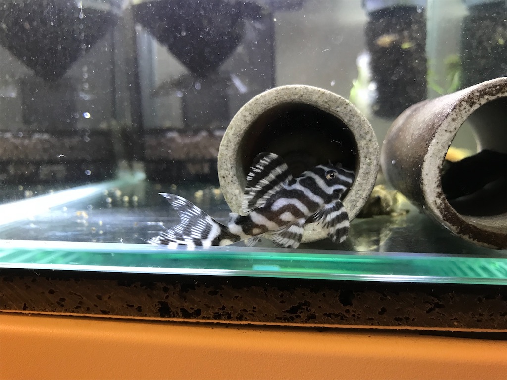 初心者向けプレコ水槽立ち上げ方！管理が簡単ベアタンク！ - た