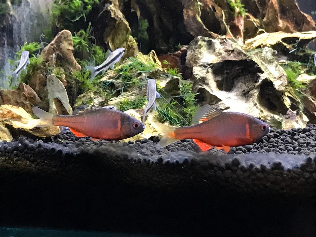 サイアミーズフライングフォックスの飼育情報！黒髭苔対策で最強