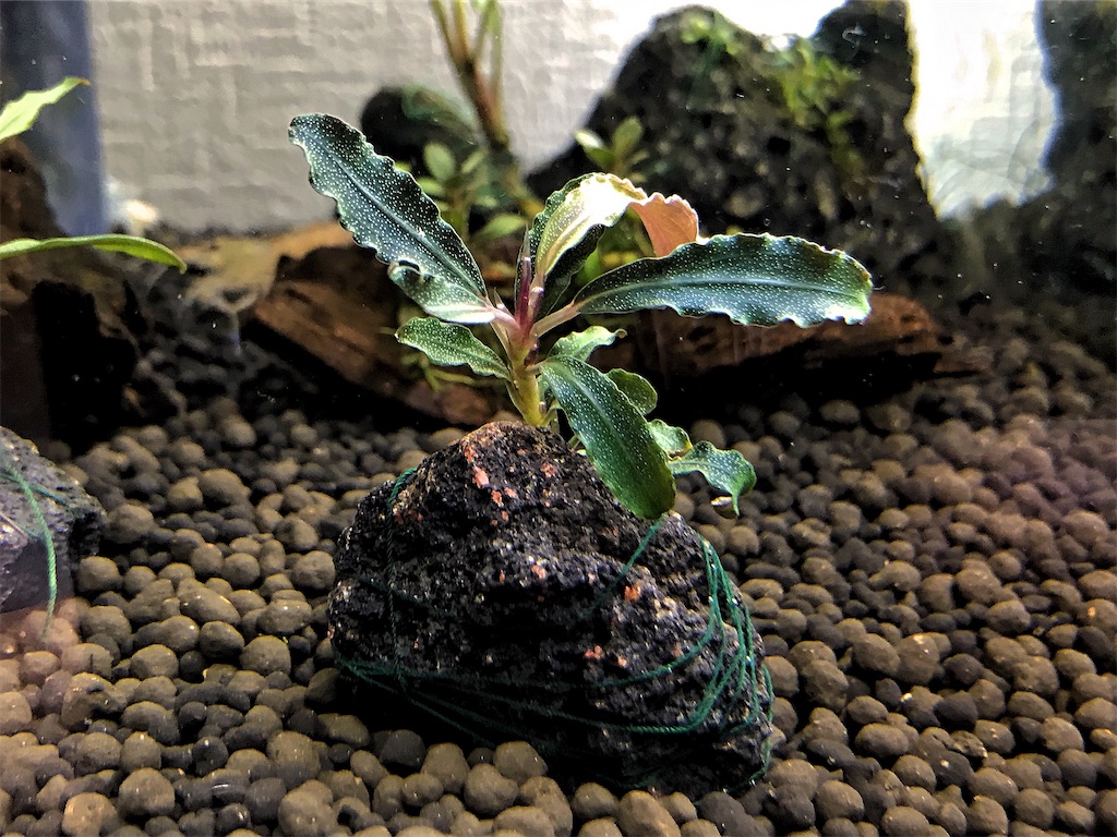 ブセファランドラ Variegata 連結株 株分け可能 大型 （コトブキ
