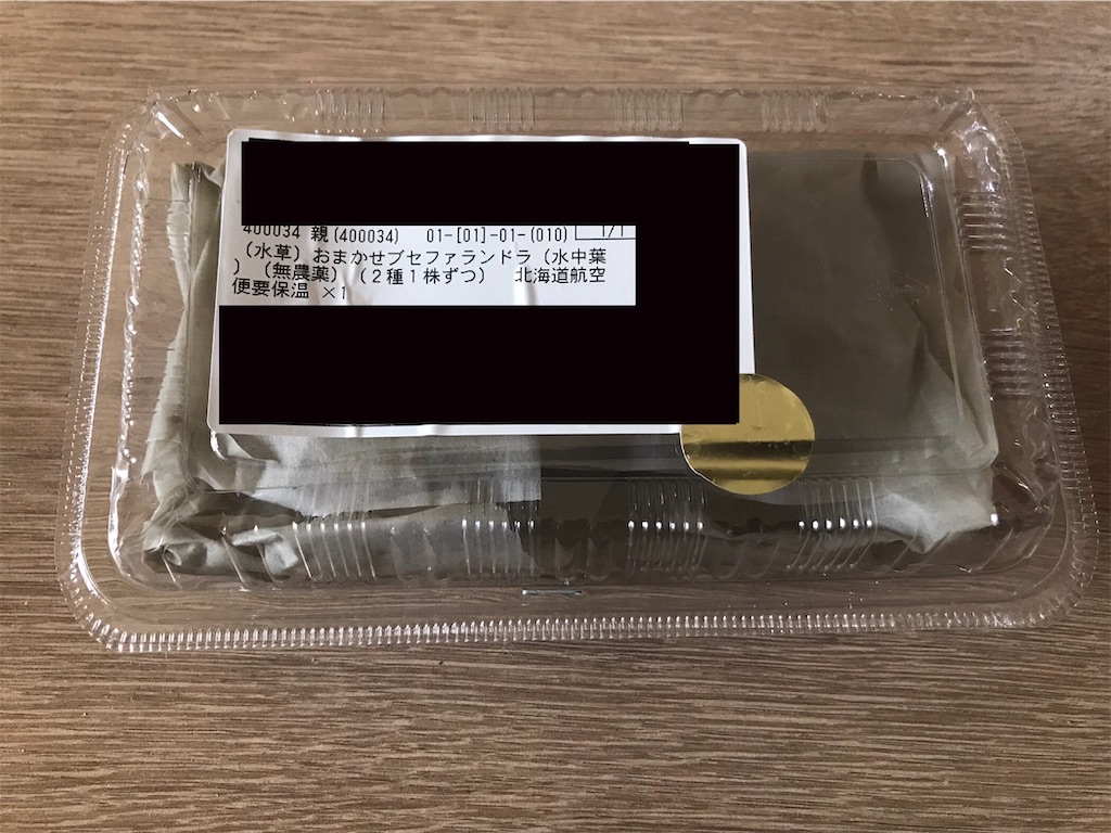 ブセファランドラ　6株（3種×2株）　水中葉　大きめの株　※種類は説明文参照 ブセファランドラ 6株（3種×2株） 水中葉 大きめの株 ※種類は