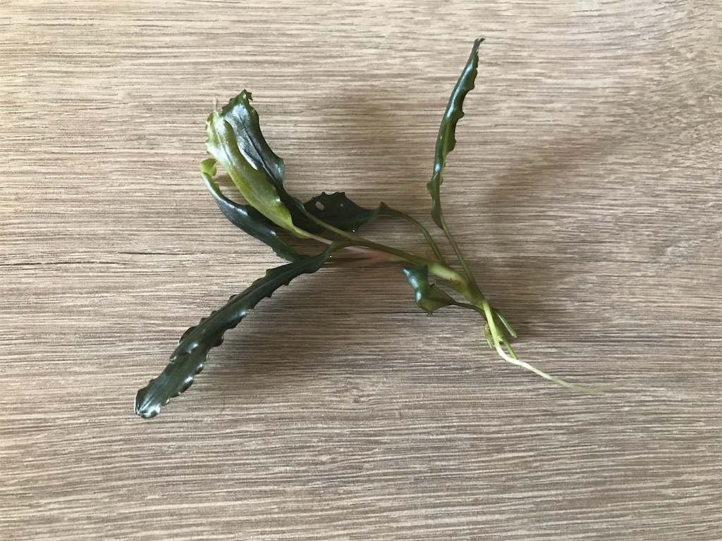 第七回！charmおまかせブセファランドラ2株セット買ってみた
