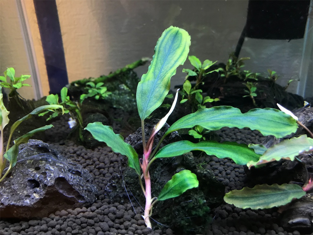 ブセファランドラ　塊株　3株 ブセファランドラ sp Deep Purple from Kapuas【AZ0212】AZ便