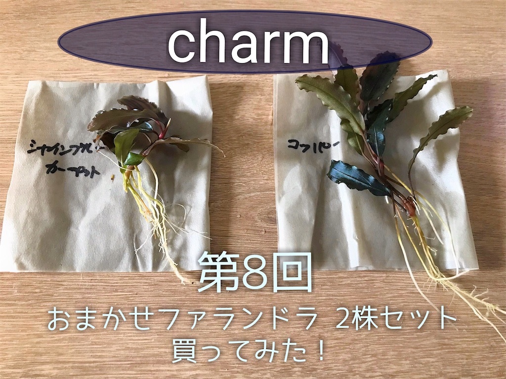 ◇ブセファランドラSP.ピグマエア（2株） #ブセさかな屋 水草