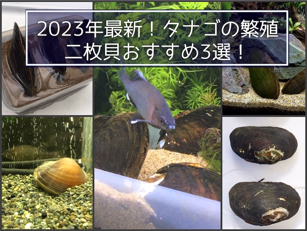2023年最新タナゴの繁殖におすすめ二枚貝3選!カワシンジュの代わりはコレだ! - たなごGo!