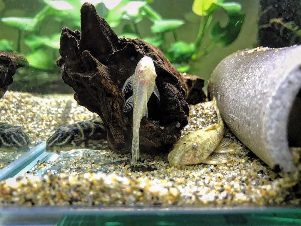 Amazon | (熱帯魚)アルビノミニブッシープレコ （約2-3cm）＜1匹
