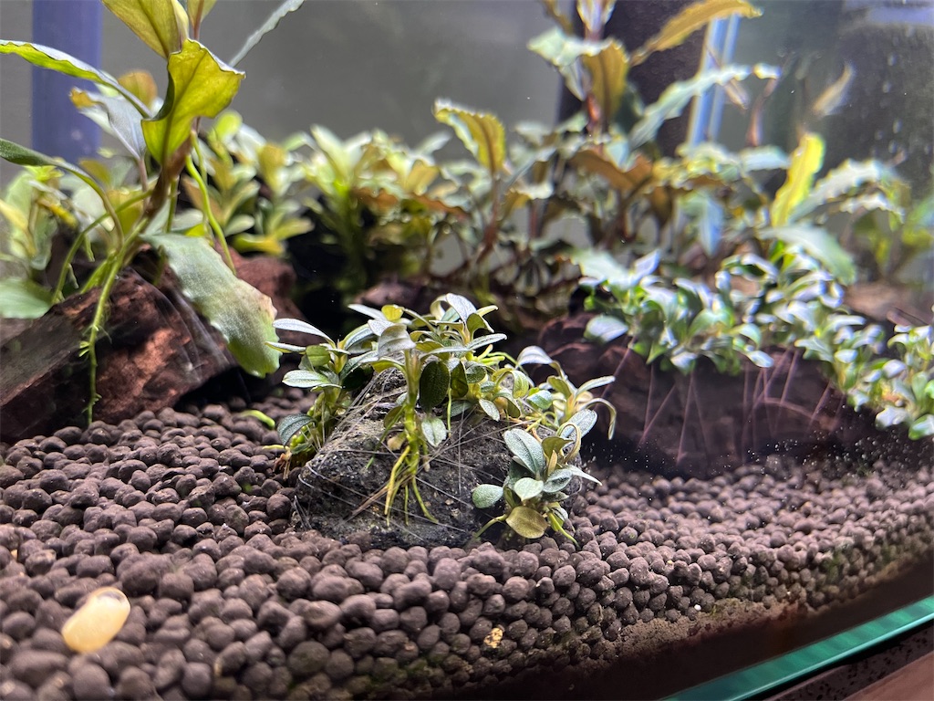 ブセファランドラsp.ブラウニーフェニックスの育て方・株分け