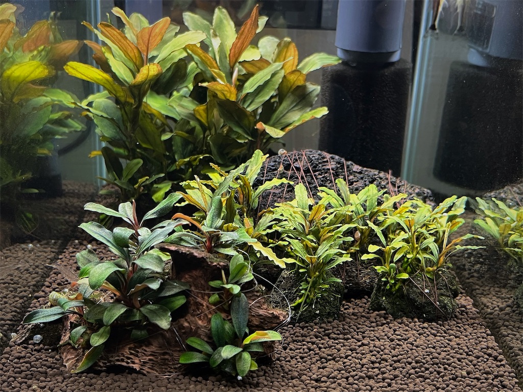 ブセファランドラ Variegata 連結株 株分け可能 大型（ホヤ