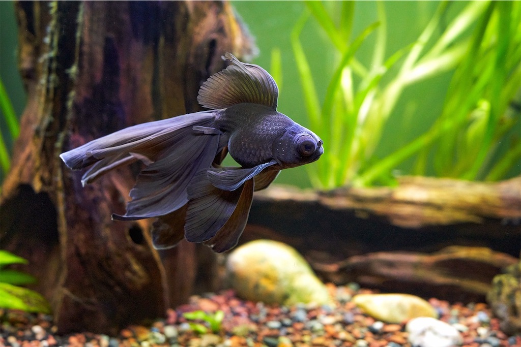 出目金ちゃん 出目金の飼い方！大きさ・寿命・種類・おすすめの餌や飼育の注意